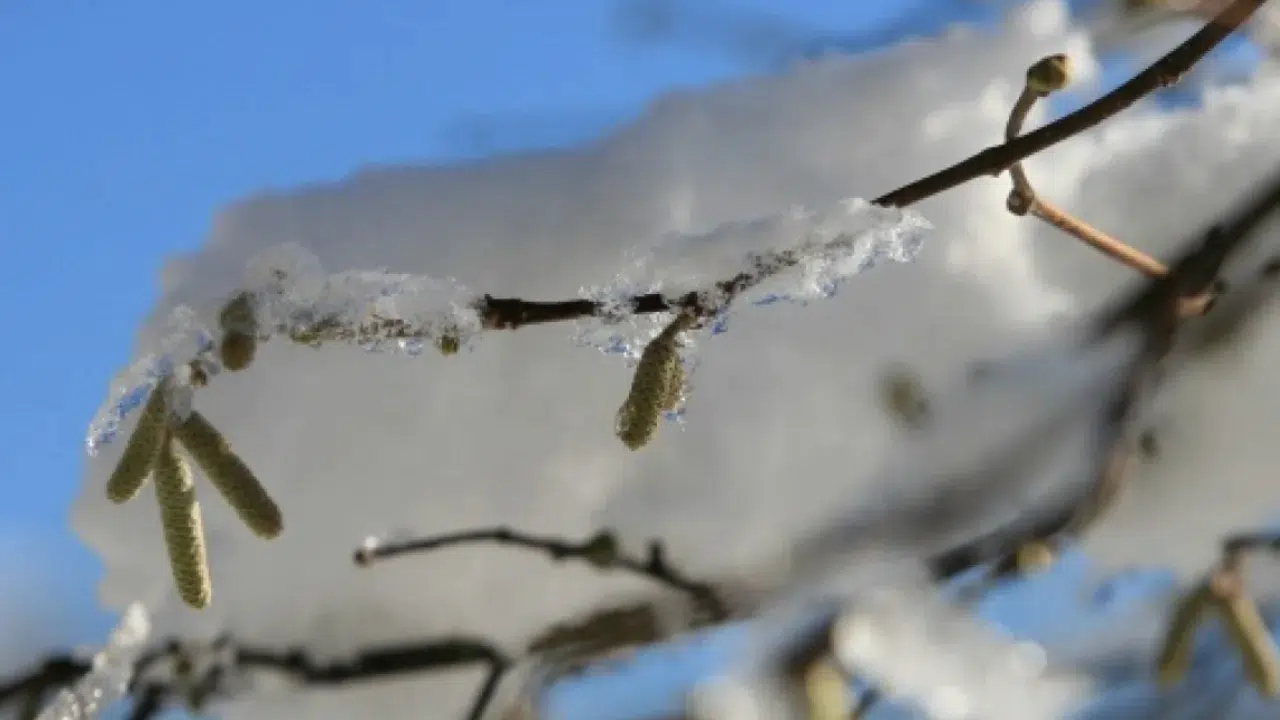 Meteoroloji uyardı : Kayseri'de zirai don bekleniyor