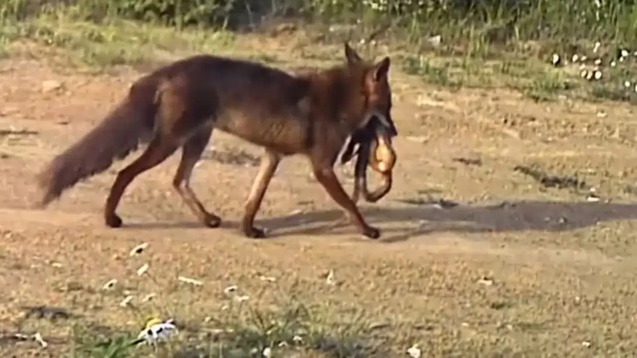 Tekirdağ’da belgesel gibi görüntü : Çakal ağzındaki yılanla görüntülendi