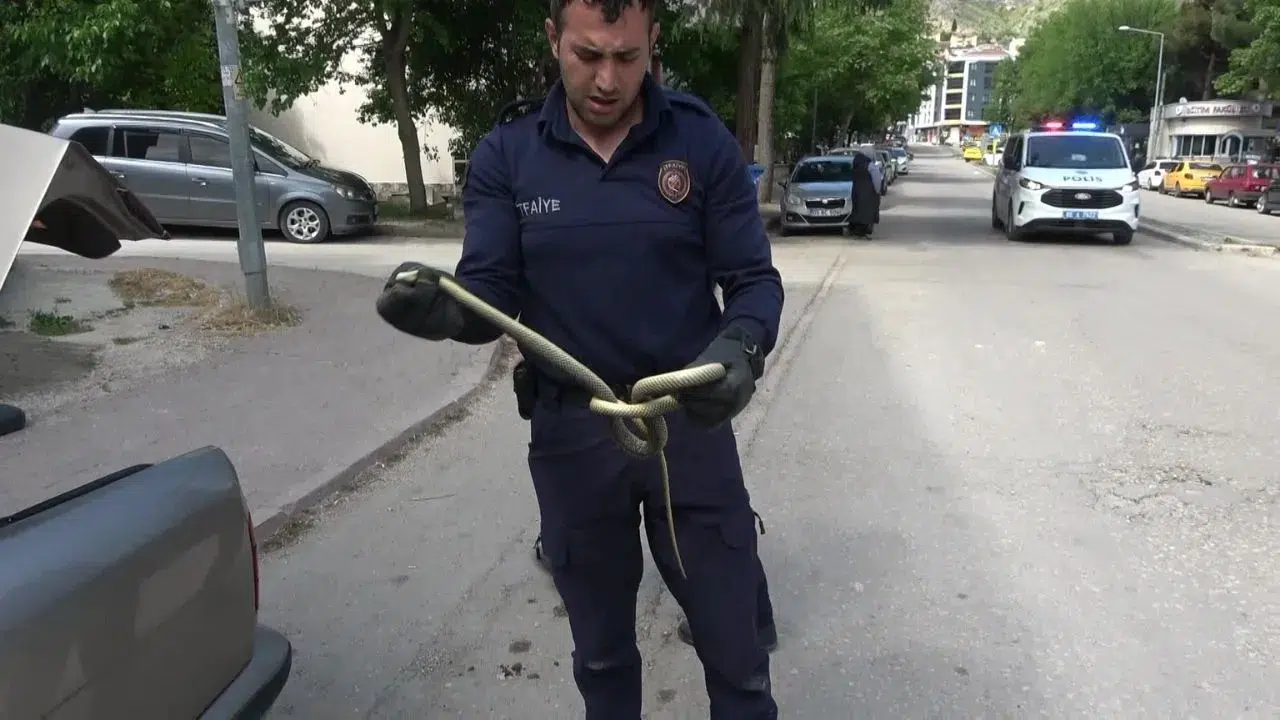 Amasya'da otomobilin için 1,5 metrelik yılan çıktı !