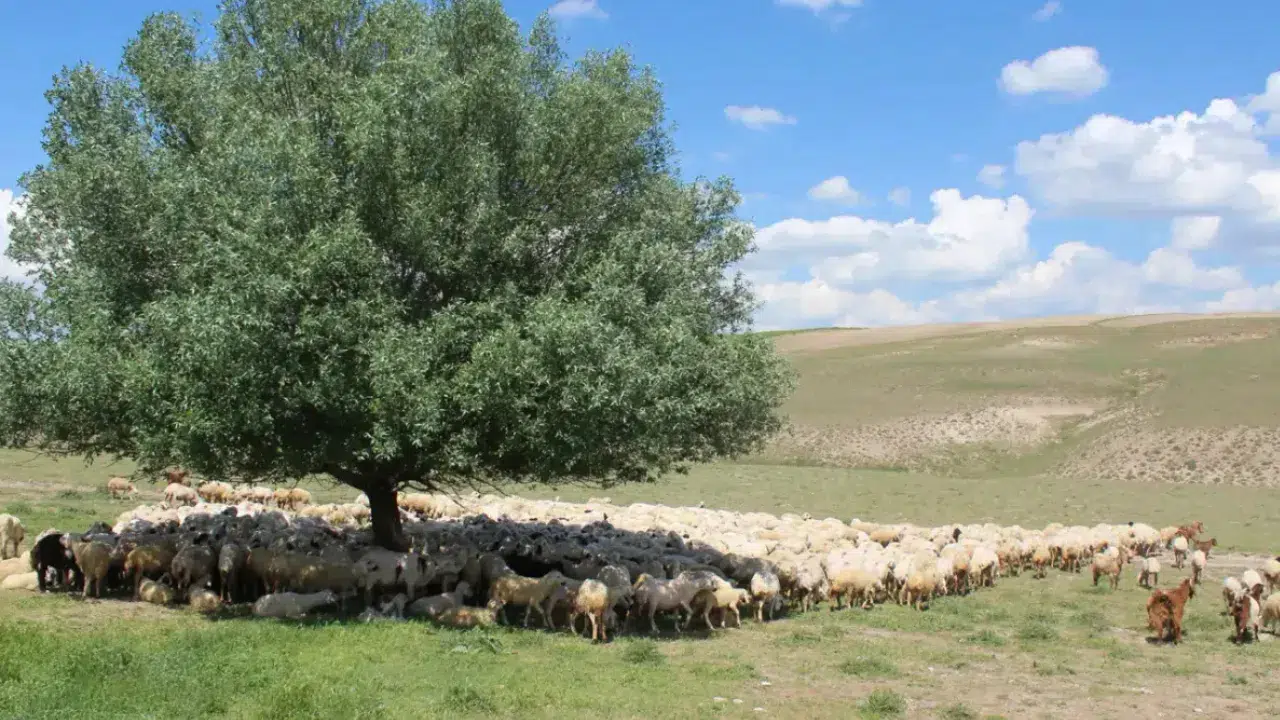 Erzurum'da çoban kayboldu, arama çalışmaları başla