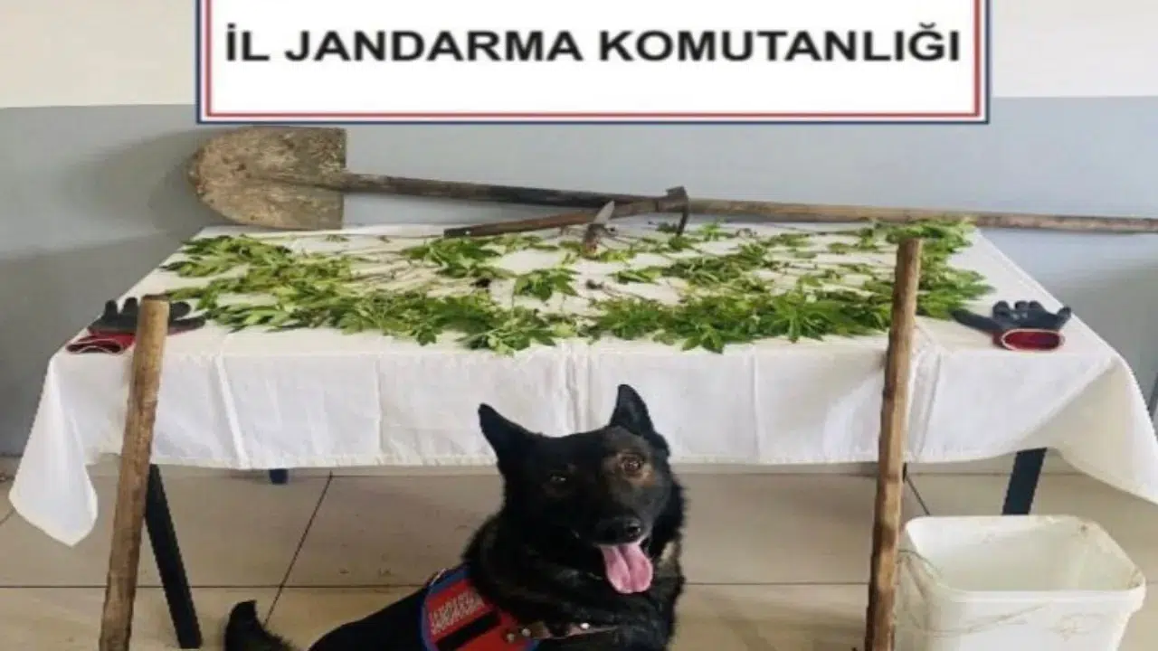 Bolu'da kaçakçılık : Evinde kenevir yetiştiren şahıs tutukla