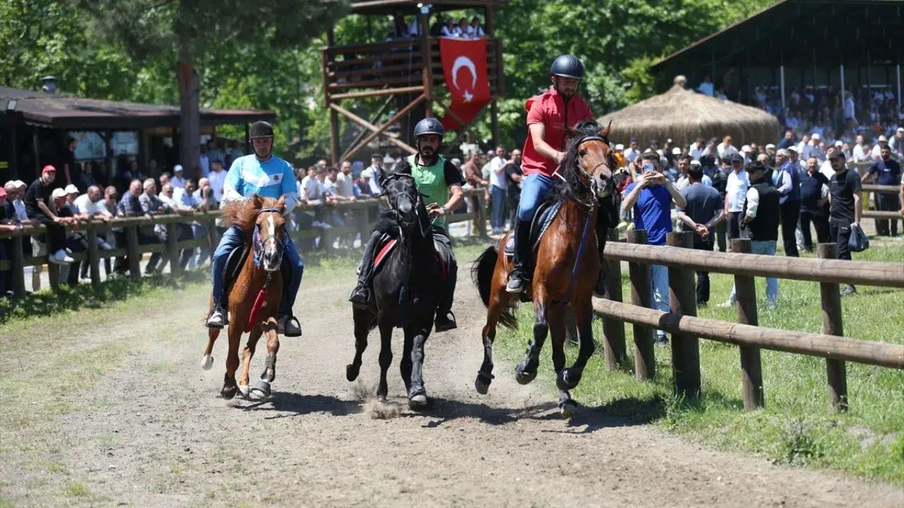 Ordu'da Rahvan At Yarışları başladı ! 52 at aynı pistte