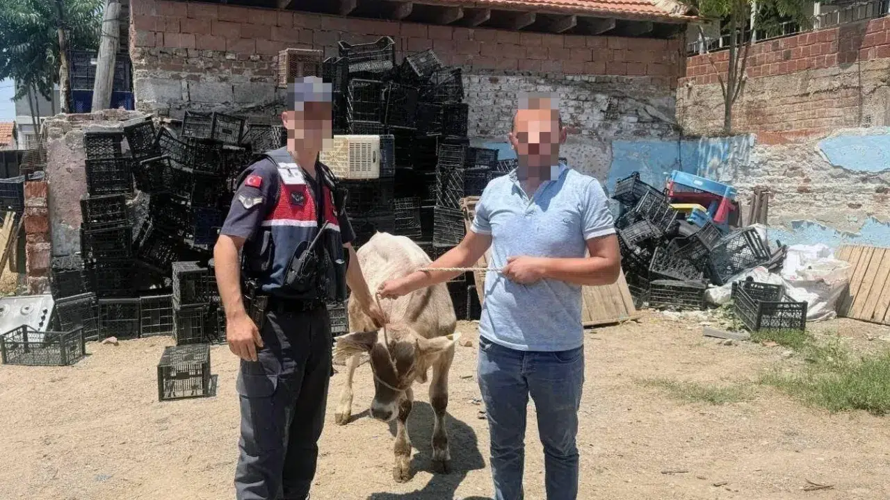 Aydın İncirliova'da bir ahırda büyükbaş hayvan çalındı