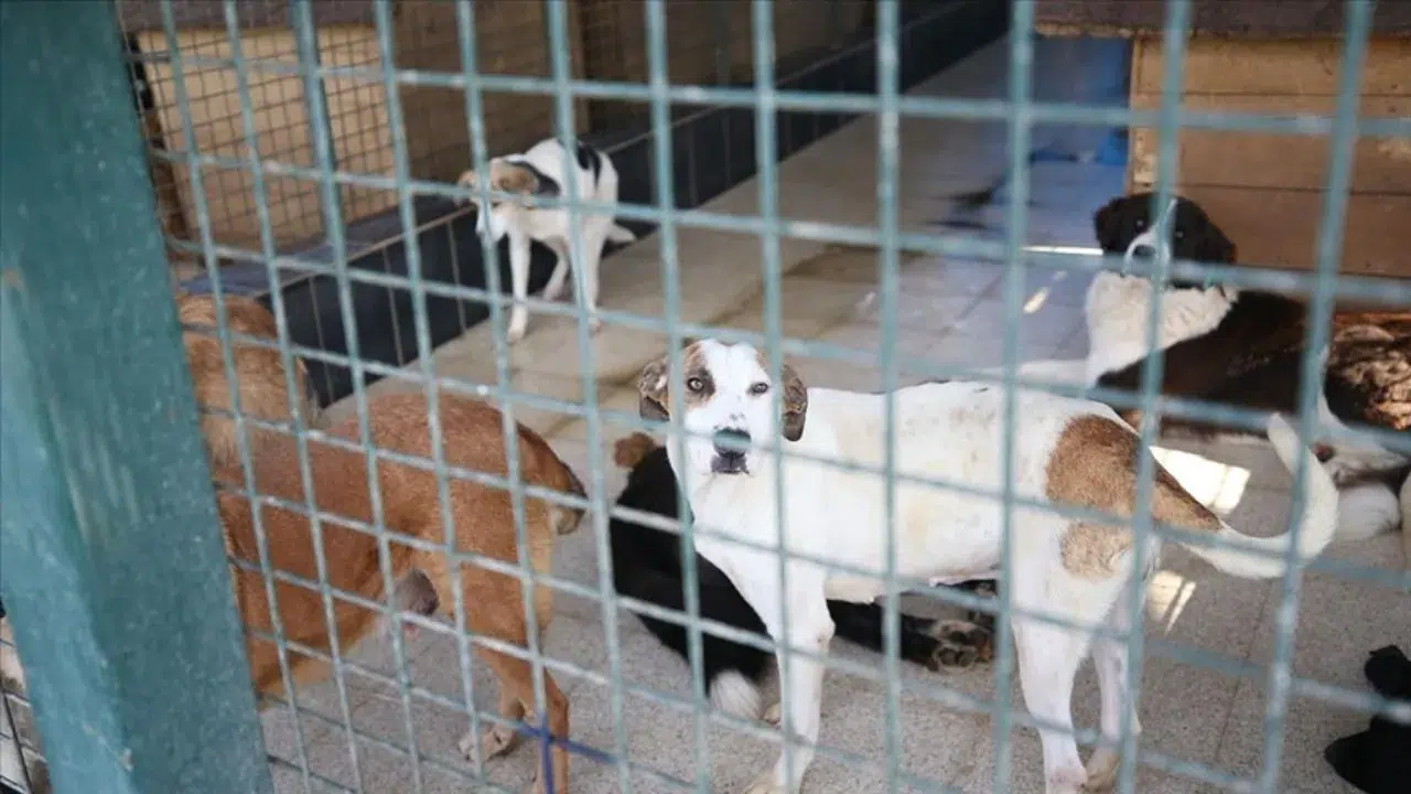 Karabük’te sahipsiz köpekler için 42 bin dönümlük modern bar