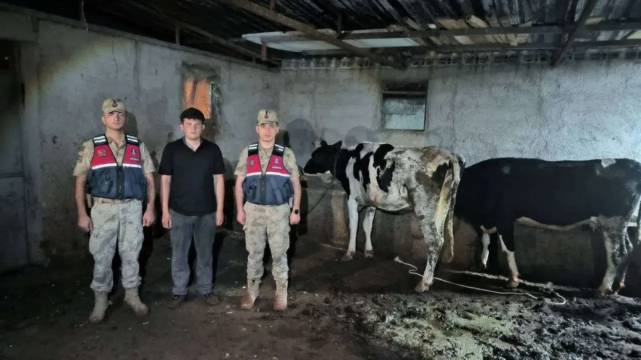 Kilis’te kaybolan büyükbaşlar jandarma tarafından bulundu