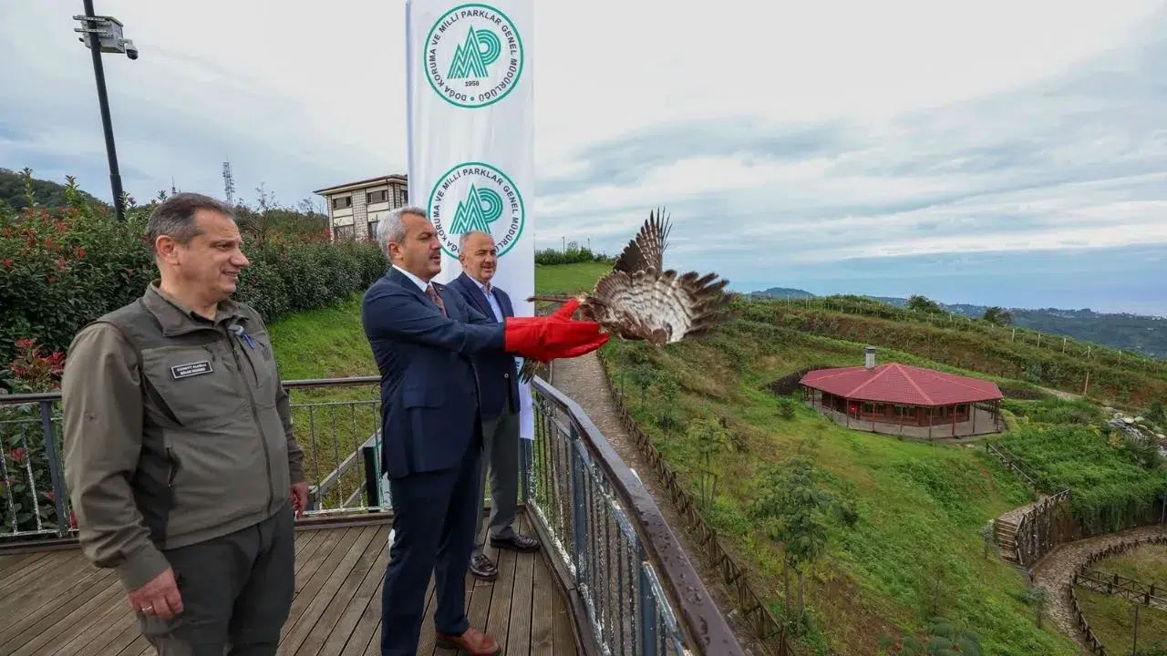 Rize’de tedavileri tamamlanan arı şahinleri Isırlık Tabiat Parkı’ndan doğaya salındı