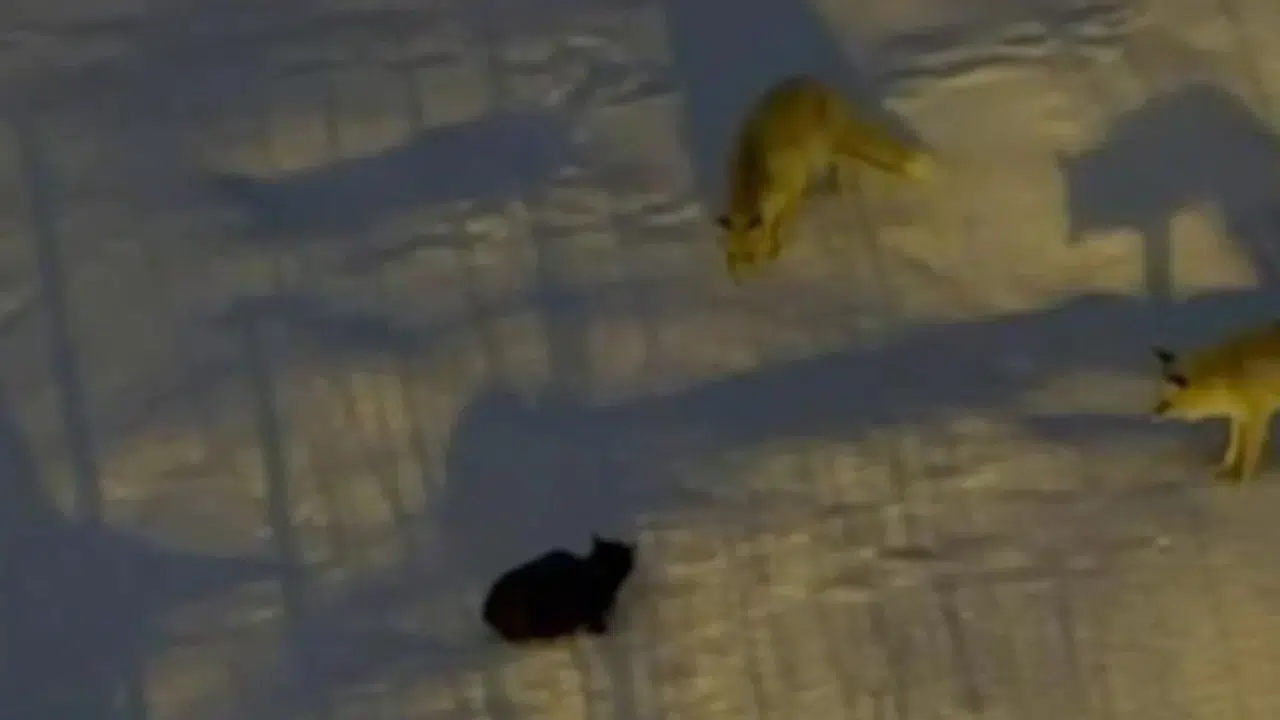 Hakkari’de Tilki ve Kedi Arasında Yiyecek Mücadelesi Yaşandı