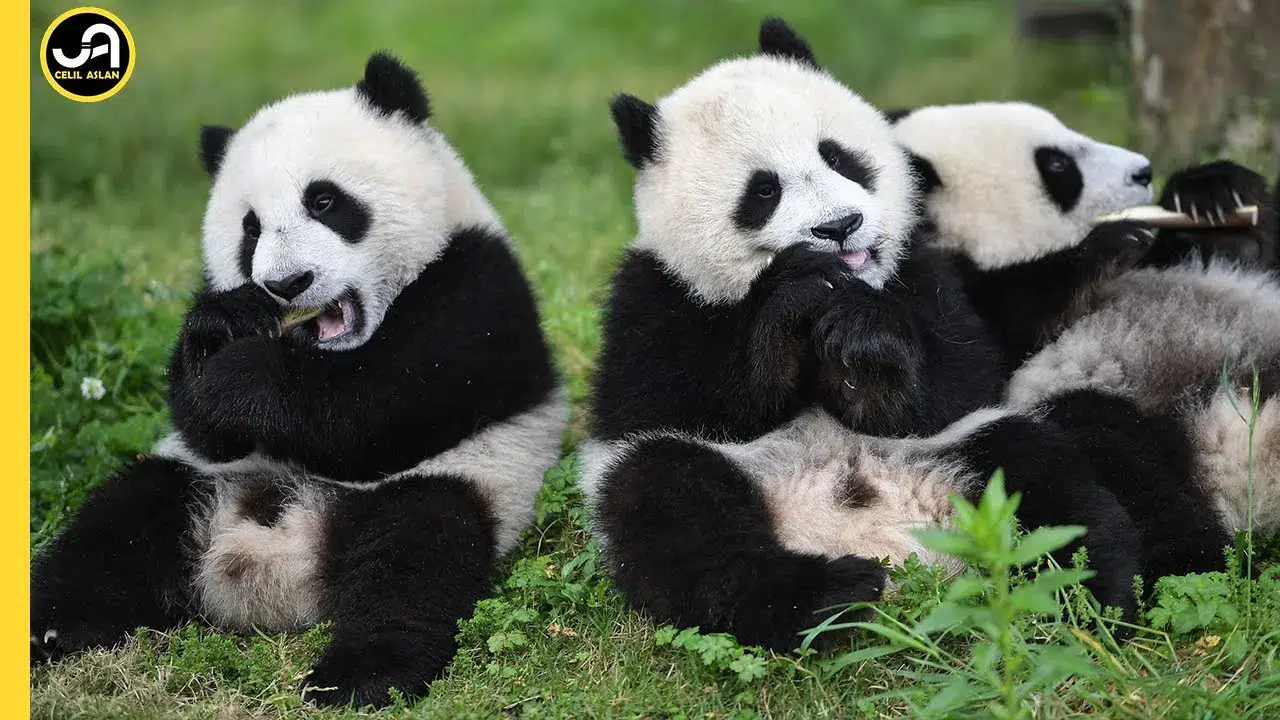 Pandaların sevimliliği arkasındaki gizli tehlikeler nelerdir?