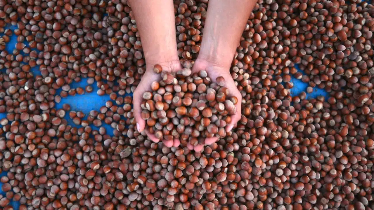 22 Ocak 2026 Güncel Fındık Fiyatları: Serbest Piyasada Fındık Fiyatları Ne Kadar Oldu?