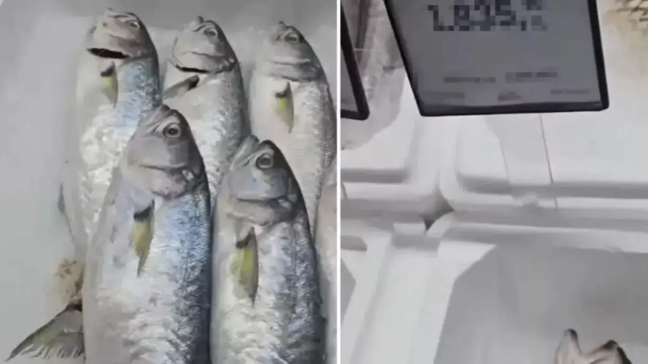 Balık fiyatları neden bu kadar yüksek? Samsun'daki lüfer fiyatı sosyal medyada gündem oldu