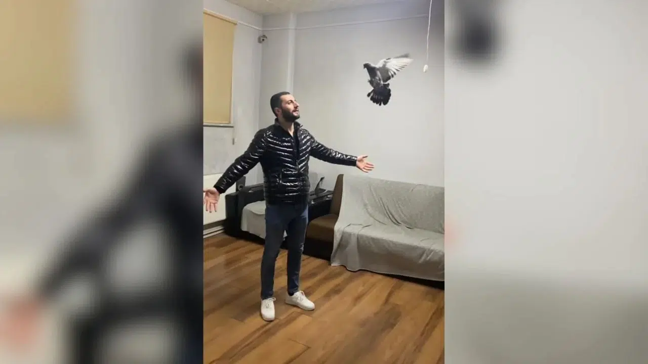 Sercan Topcu kimdir ve taklacı güvercin videoları neden bu kadar ilgi çekiyor?