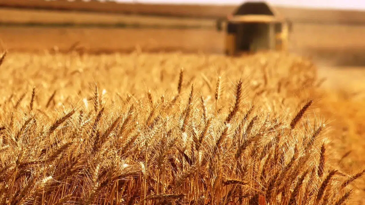 Tahıl ve Yağlı Tohum Fiyatlarında Doların Zayıflaması ve Trump'ın Etkisi Nedir?