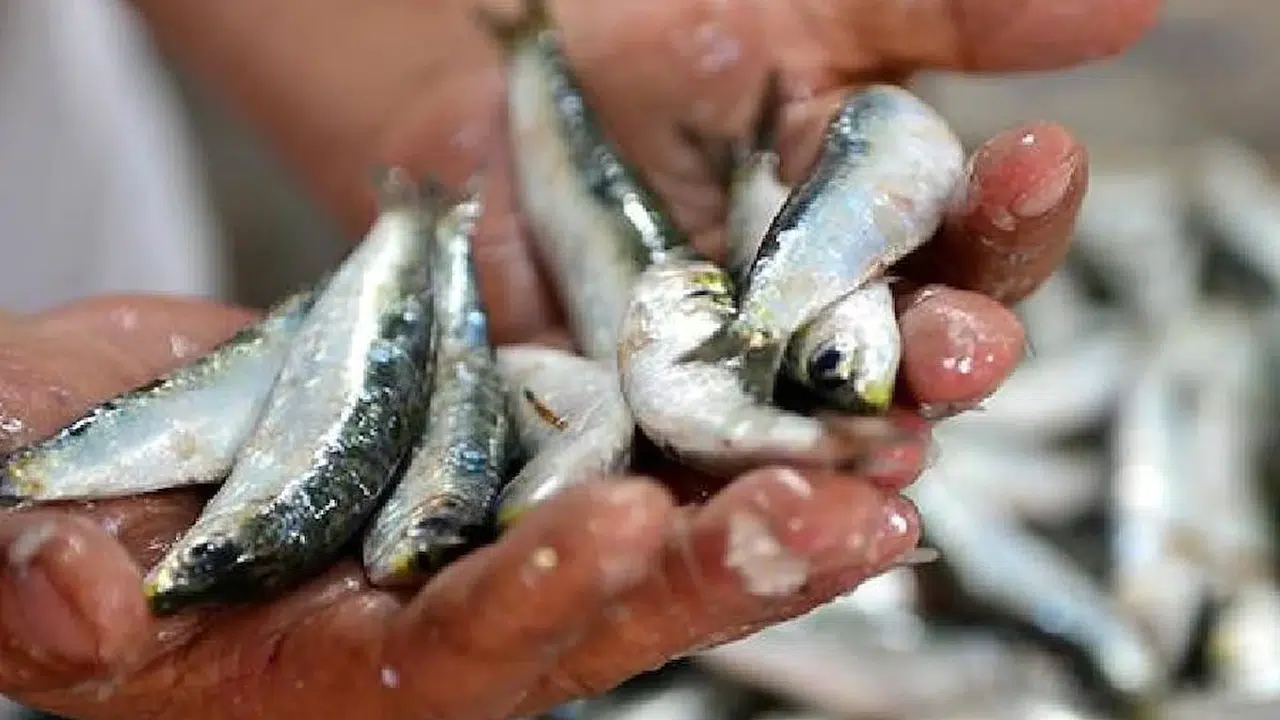 Balık tüketimi hakkında bilinmesi gerekenler: Ne kadar balık yemeliyiz?