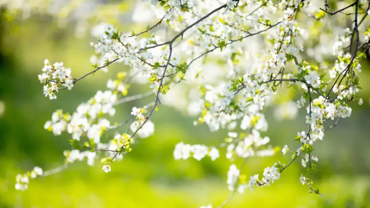 2026 Cemre Düşme Tarihleri Belli Oldu: İlk Cemre Ne Zaman Düşecek?