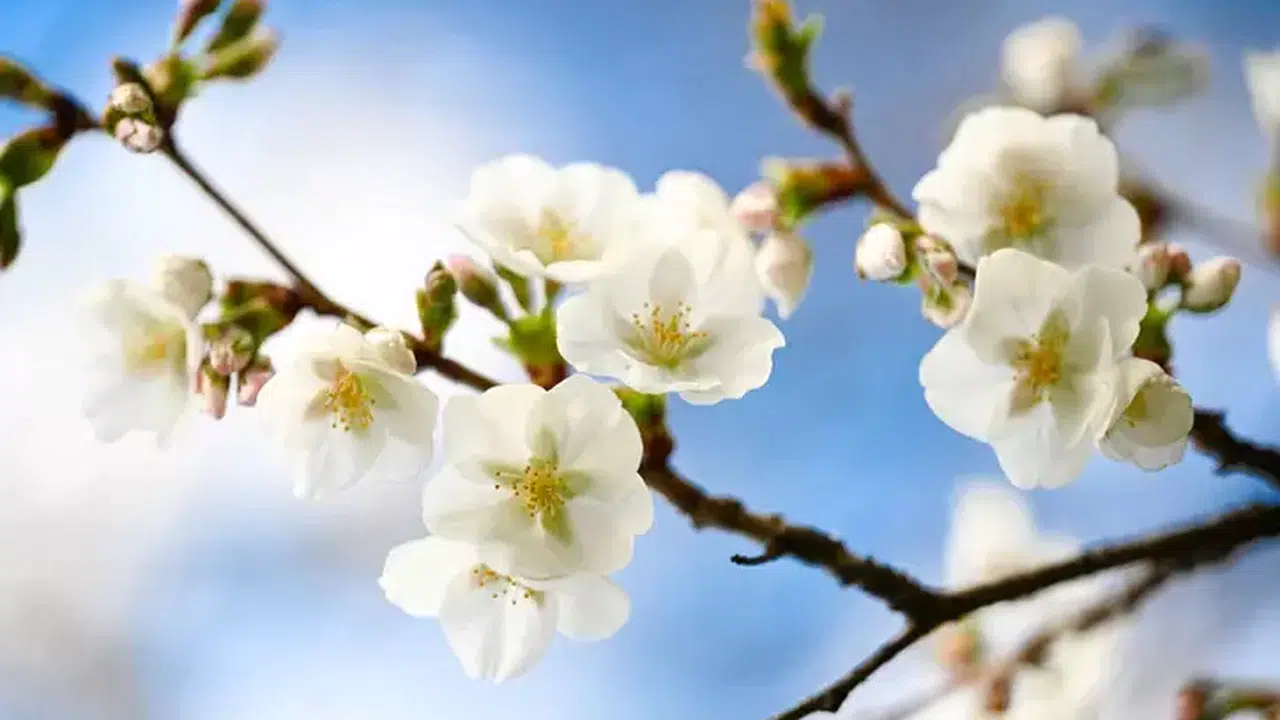 Nevruz Bayramı ne zaman, hangi ayda ve resmi tatil olacak mı?