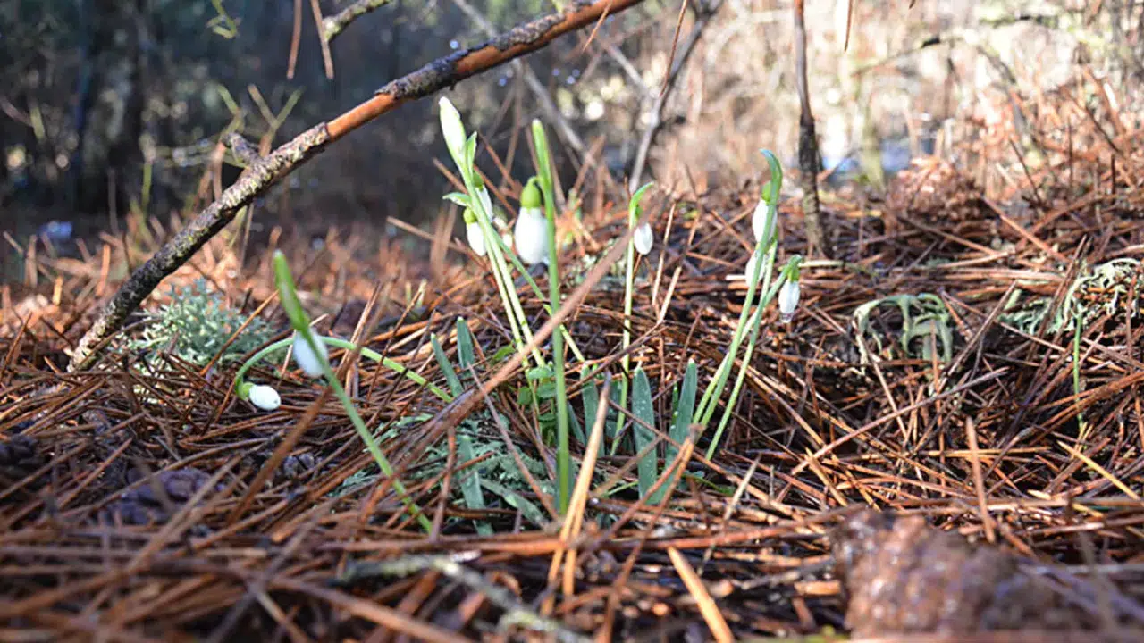 Kardelen Çiçeğini Koparmanın Cezası Neden Bu Kadar Yükseldi?