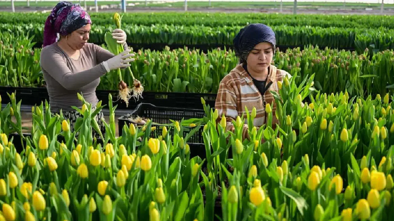 Türkiye'nin Kesme Çiçek Sektöründe Su ile Üretilen Laleler Nasıl Yetiştiriliyor?