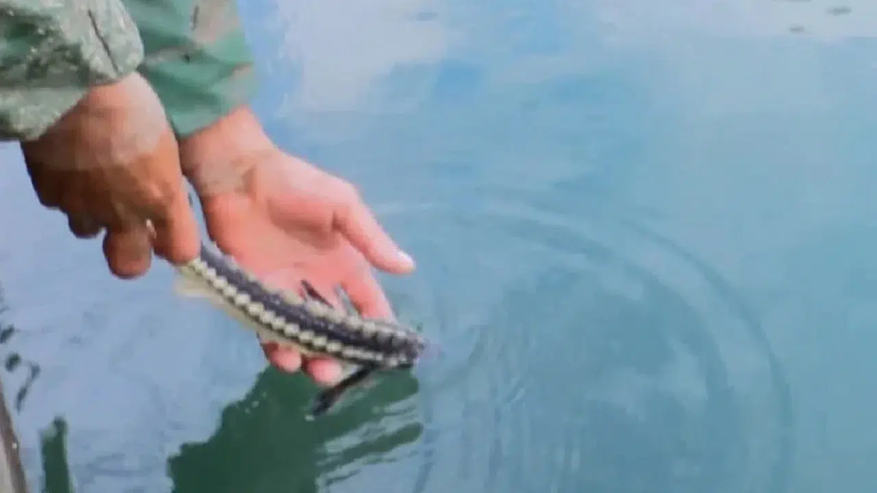 Karadeniz'de 100 Bin Liraya Satın Alınan Mersin Balığı Denize Bırakıldı