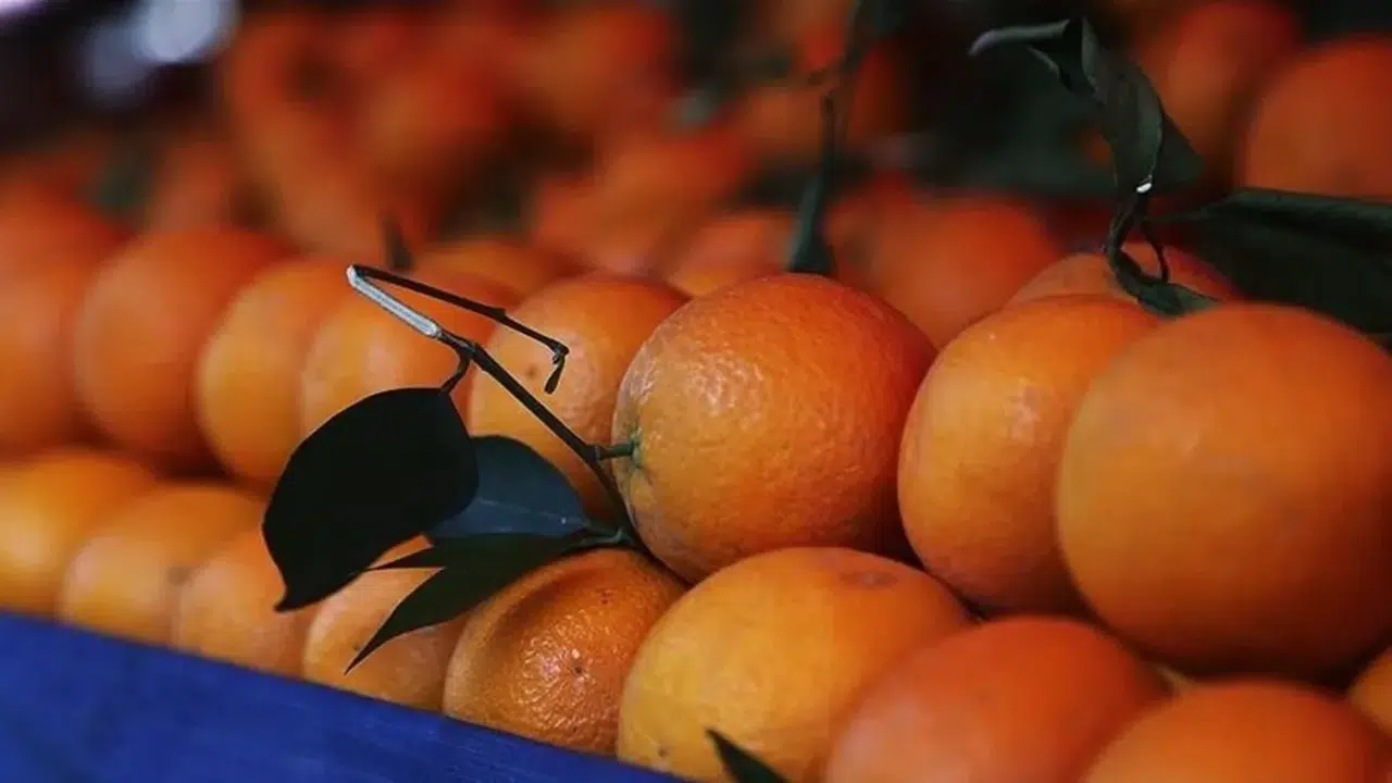 Portakal çekirdeğinin bilinmeyen faydaları nelerdir?