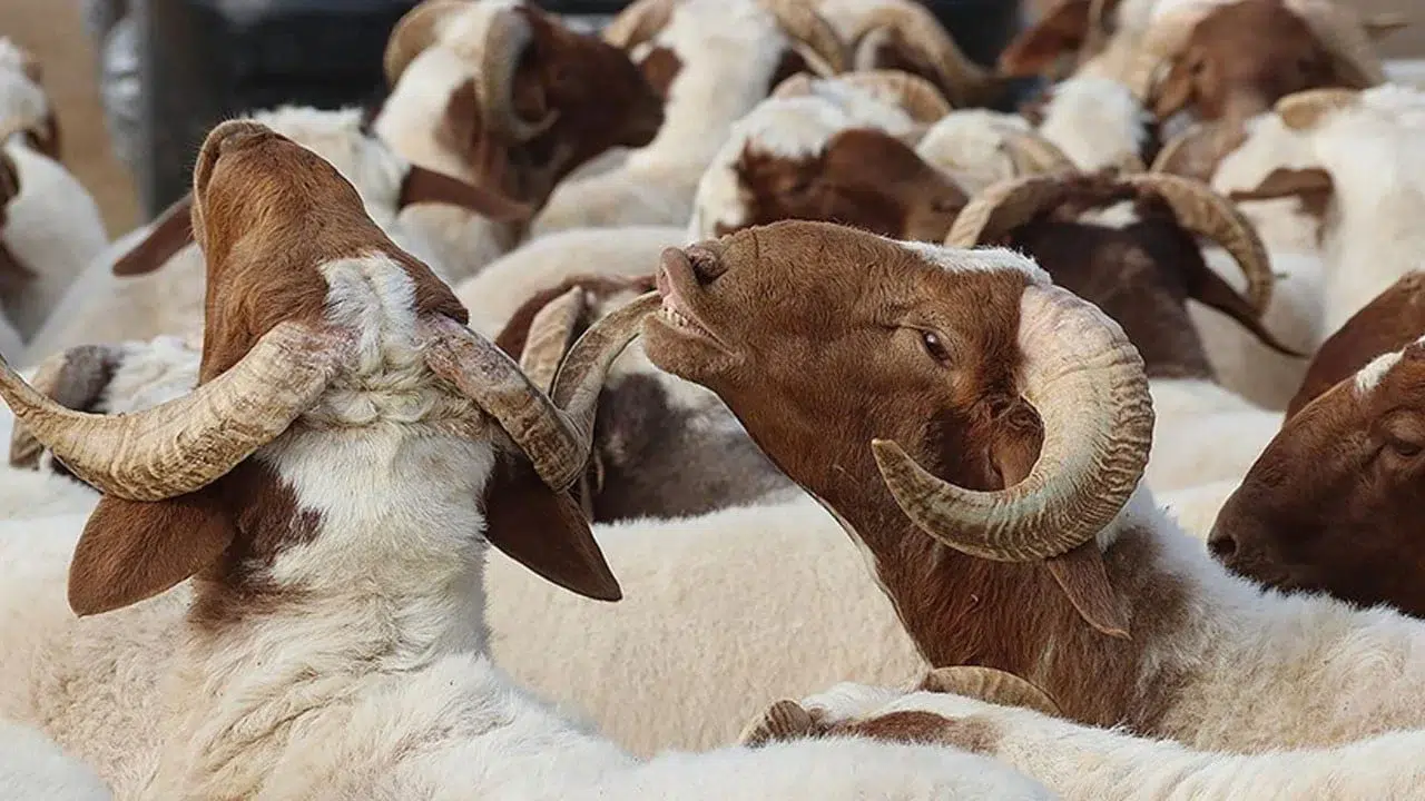 2026 Kurban Bayramı Ne Zaman Başlayacak ve Arefe Günü Hangi Tarihe Denk Geliyor?