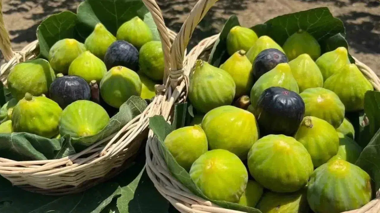 Türkiye İnciri, Dünyanın En İyi İnciri Listesinde 1 Numara Oldu