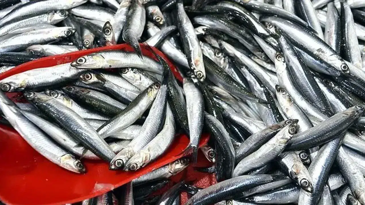 Bolu'da Ramazan Ayında Balık Pazarlarında Neden Durgunluk Yaşanıyor?