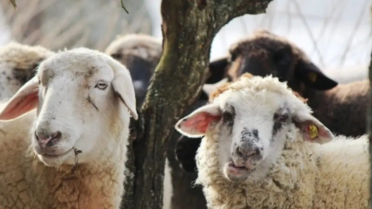 2026 kurbanlık fiyatları ne olacak? Büyükbaş ve küçükbaş hayvan fiyatları hakkında bilgiler