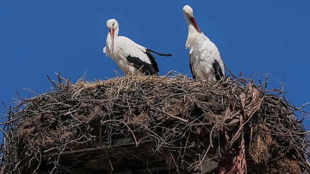 Yaren Leylek ve Eşi Nazlı Buluştu