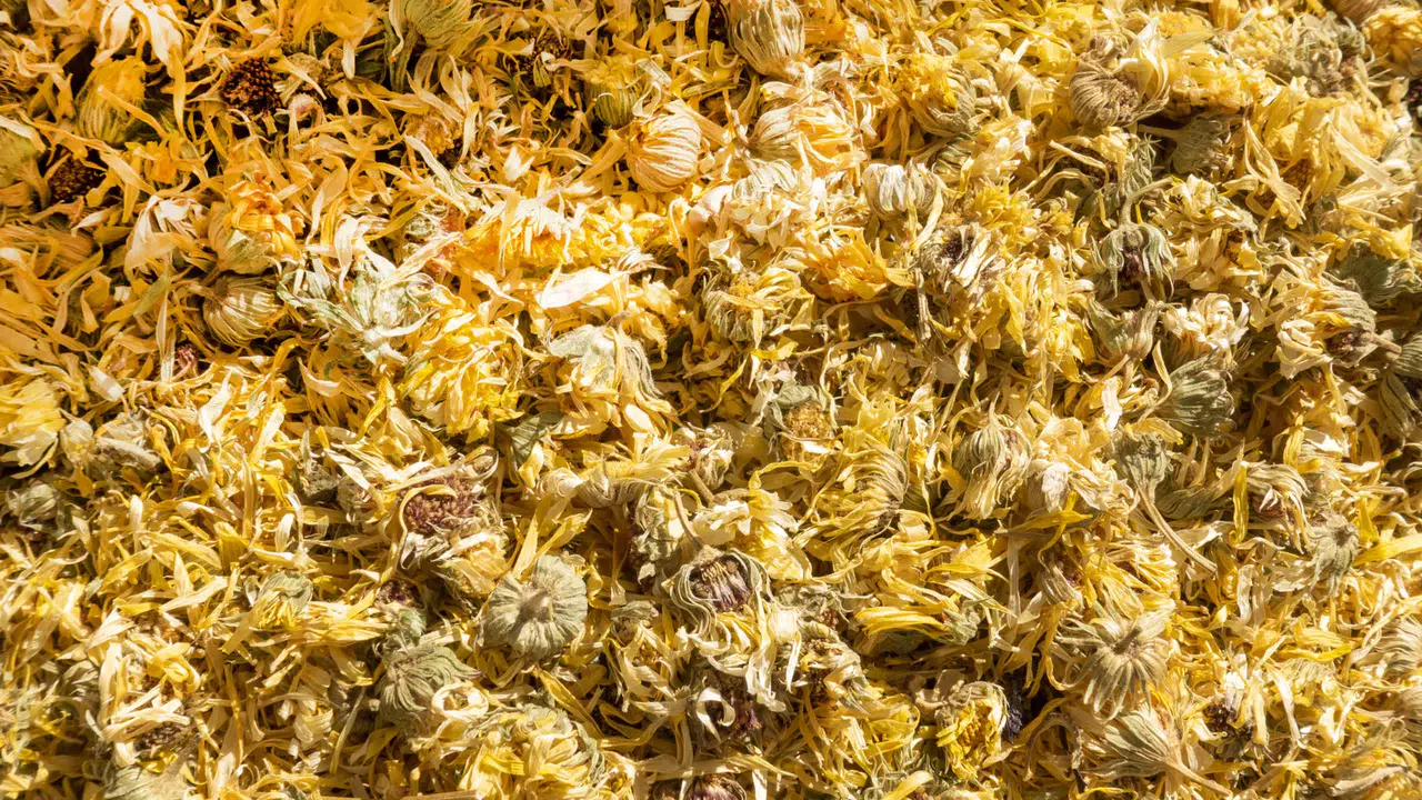 Karahindiba Bitkisi Neden Önemli ve Faydaları Neler?