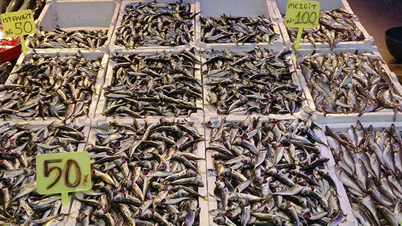 Av yasağı ne zaman başlayacak ve Trabzon'da balık tezgahlarında neler oluyor?