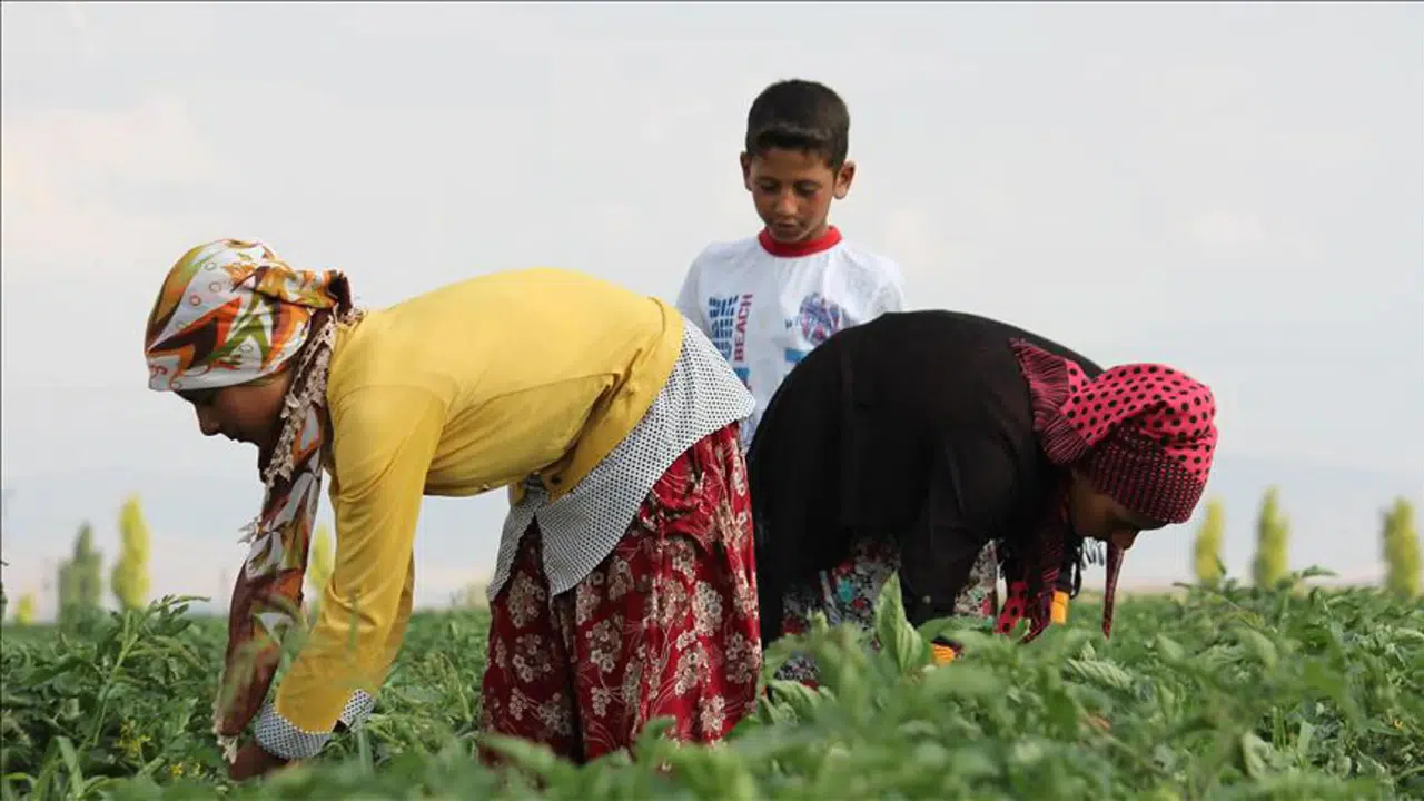 Tarım İşçileri Ücretleri Ne Kadar Arttı? Rize ve Hatay'daki Rekorlar Neler?