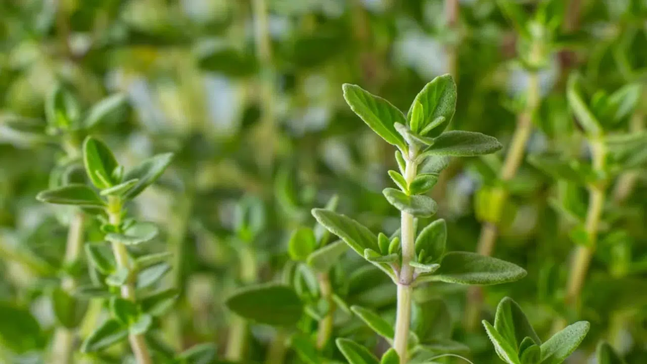 Doğanın Antibiyotik Deposu Olarak Kekik Neden Önemli?