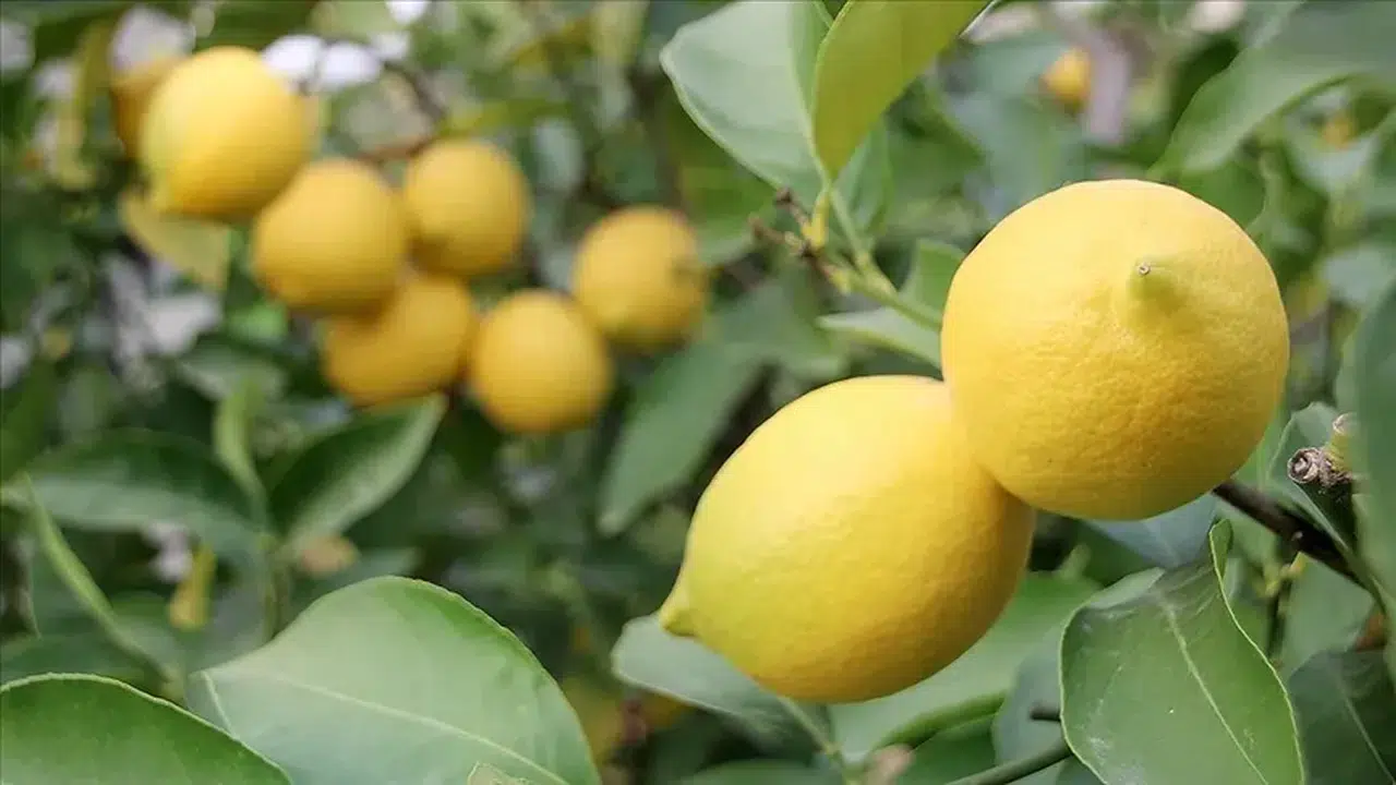 Limon fiyatlarının artışı ne sebeplerle gerçekleşti?
