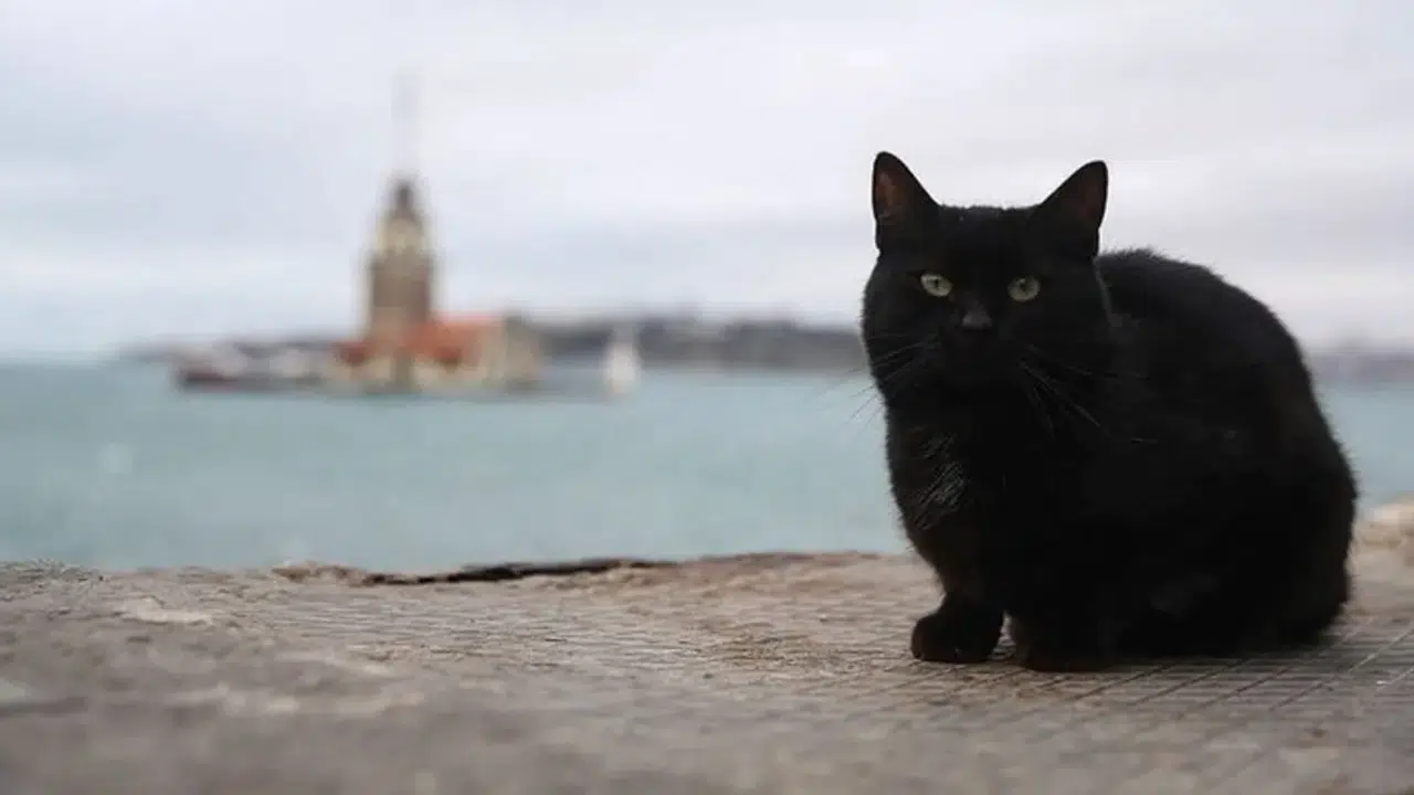 Günlük Hayatta Karşılaştığımız Batıl İnançlar Nelerdir?