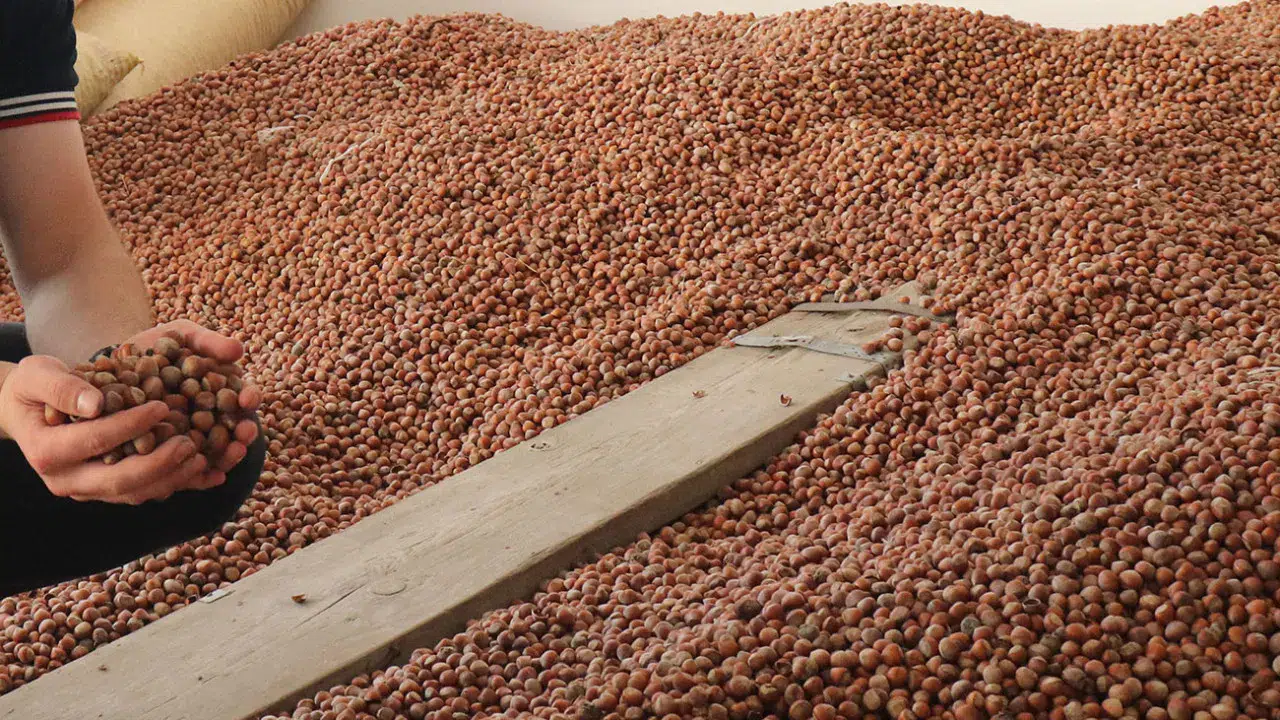 Giresun fındık fiyatları ne kadar? Bugün fındık kaç para?