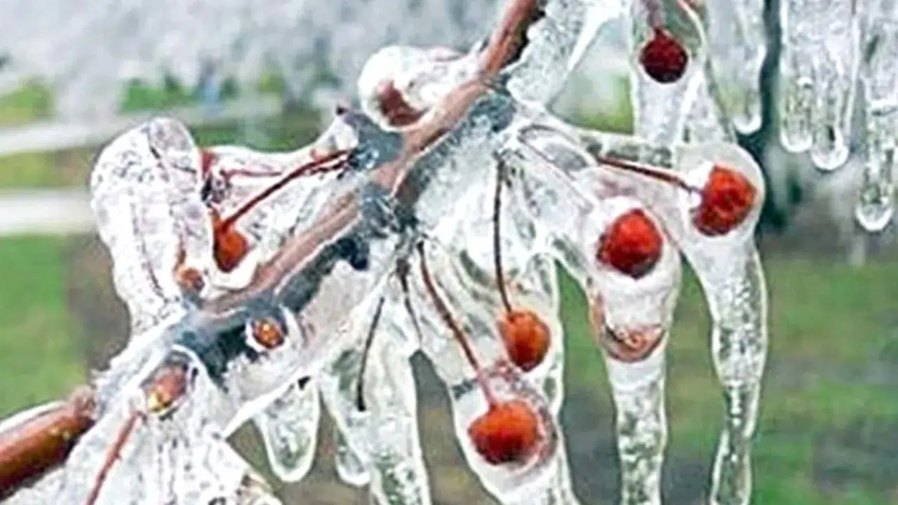 Çorum'da zirai don tehlikesi hakkında neler bilinmeli?