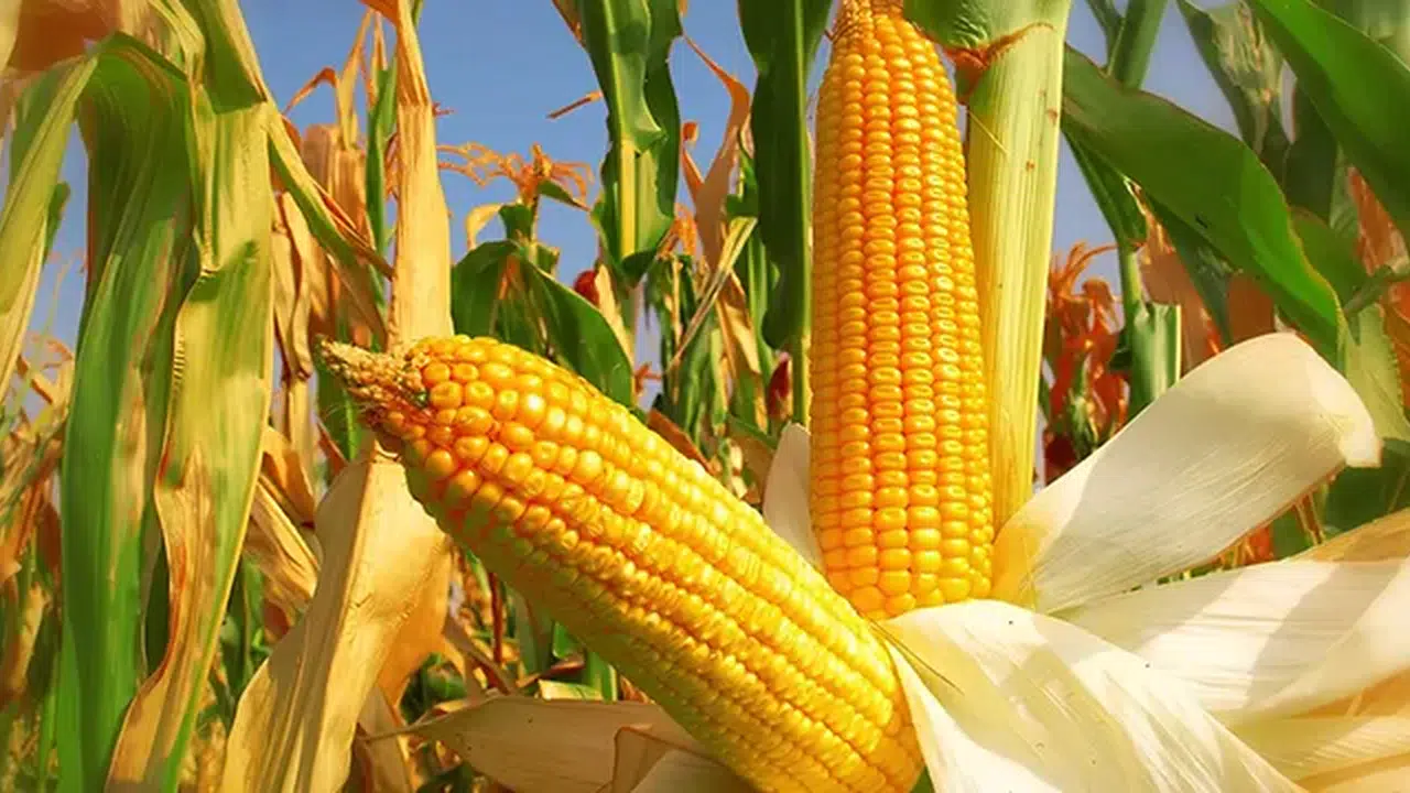 Mısır Fiyat Artışlarına İthalat ile Nasıl Çözüm Bulunacak?