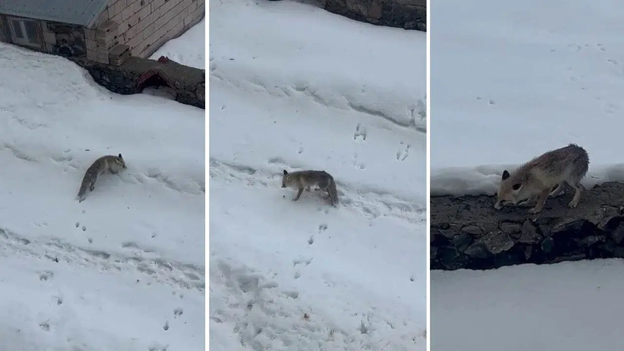 Erzurum'un Karayazı ilçesinde aç kalan bir tilki ev sahibi tarafından beslendi