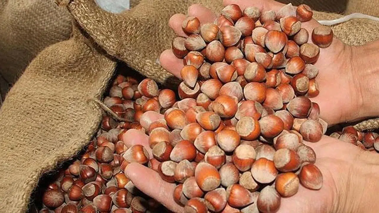 Fındık Piyasasında Yaşanan Fiyat Düşüşü Nedenleri …