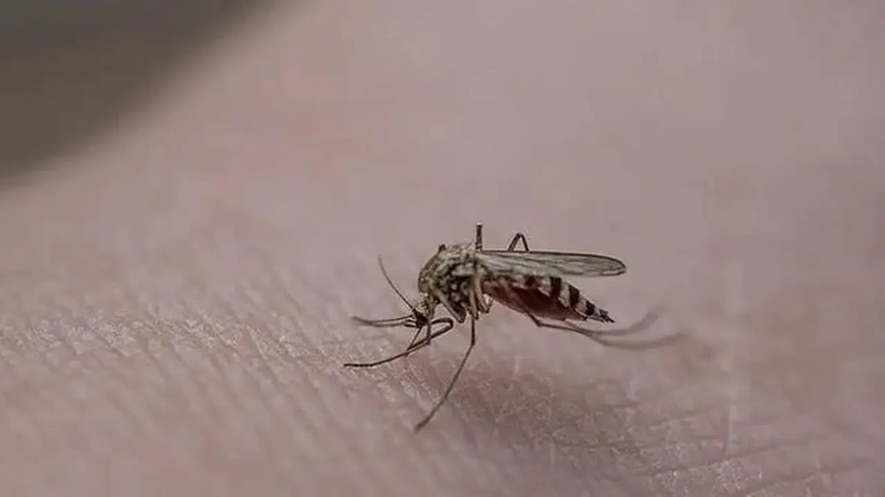 Antalya’da yağış alarmı: Sivrisinek tehlikesi büyüyor