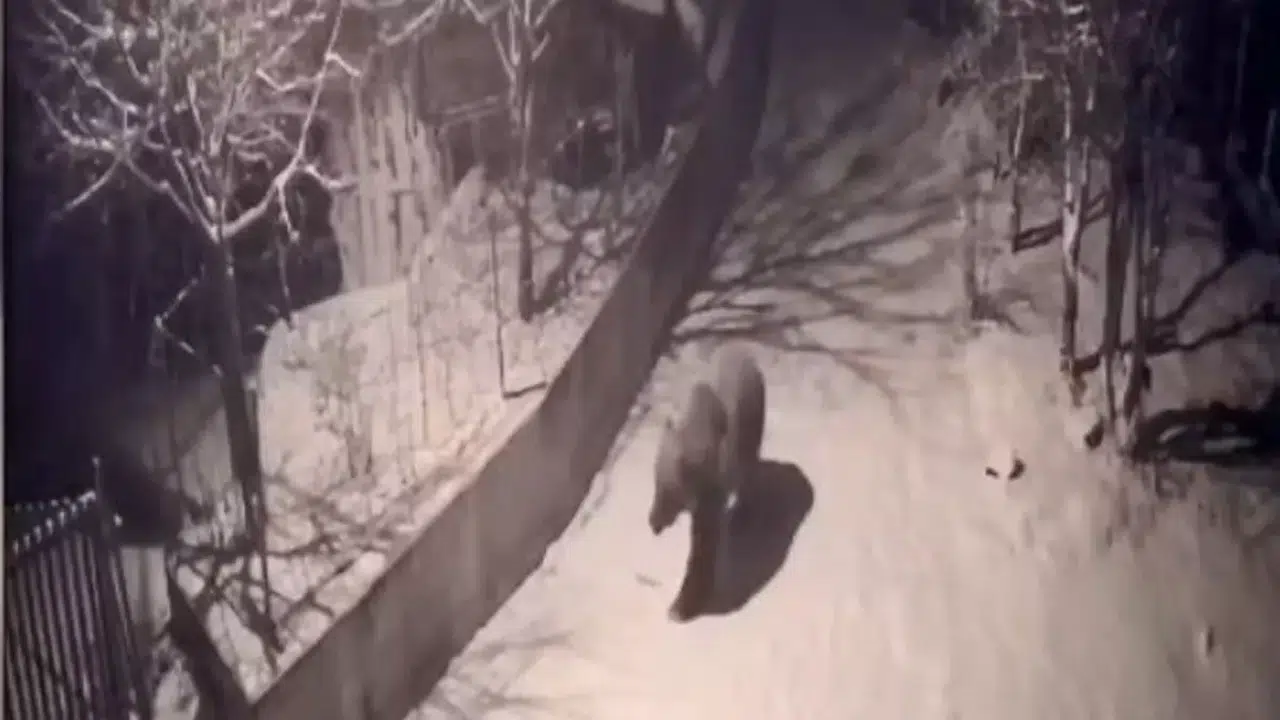 Artvin'de ilkbahar gelince aç kalan ayılar köylere indi