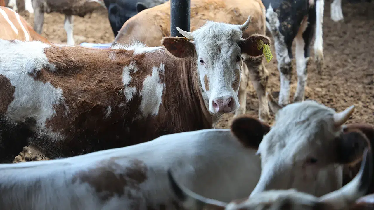 Elazığ'da Kurban Fiyatları Ne Olacak? Canlı Hayvan Kilogramı Hakkında Bilgiler