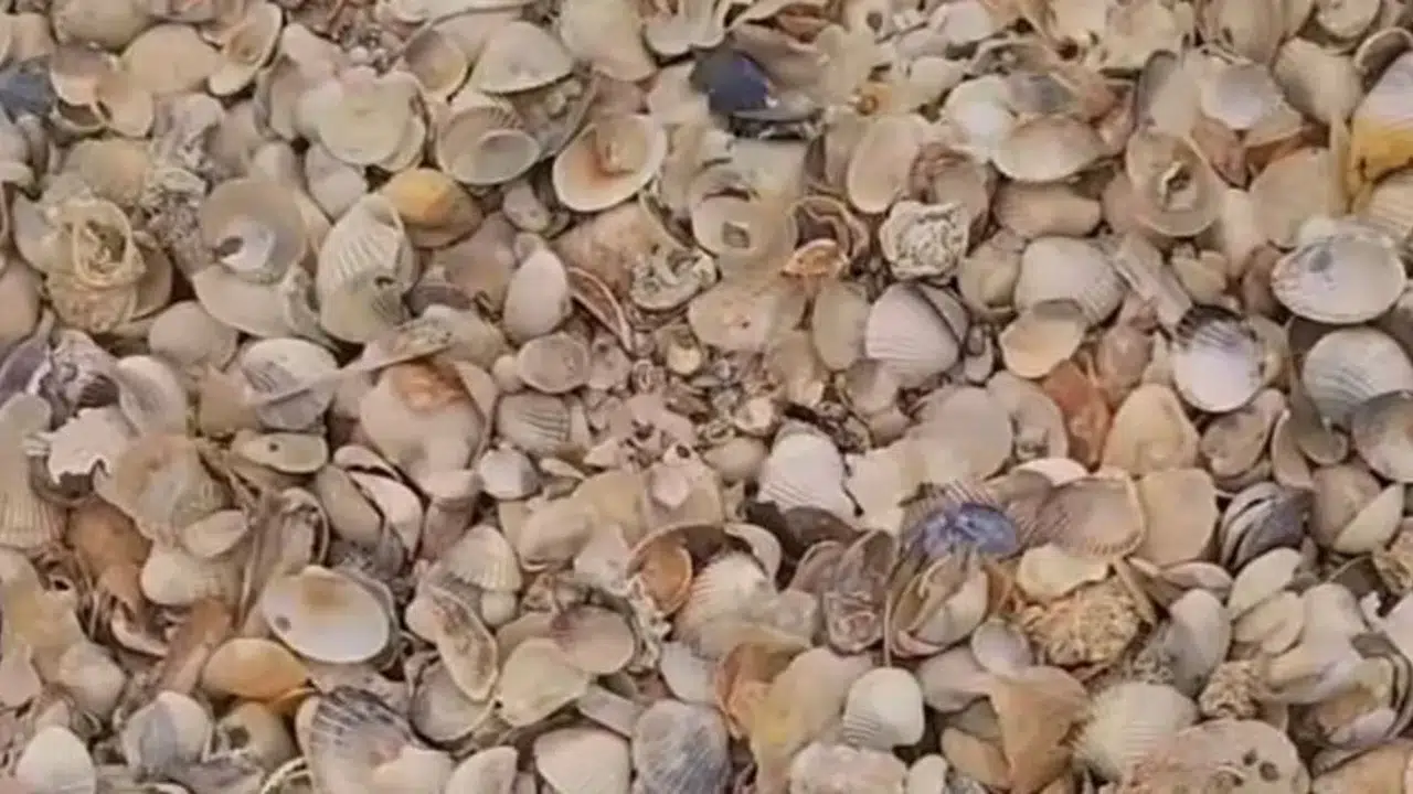 İzmir’de doğa tutkunlarının yeni gözdesi: Kabuk Adası neden bu kadar ilgi çekiyor?