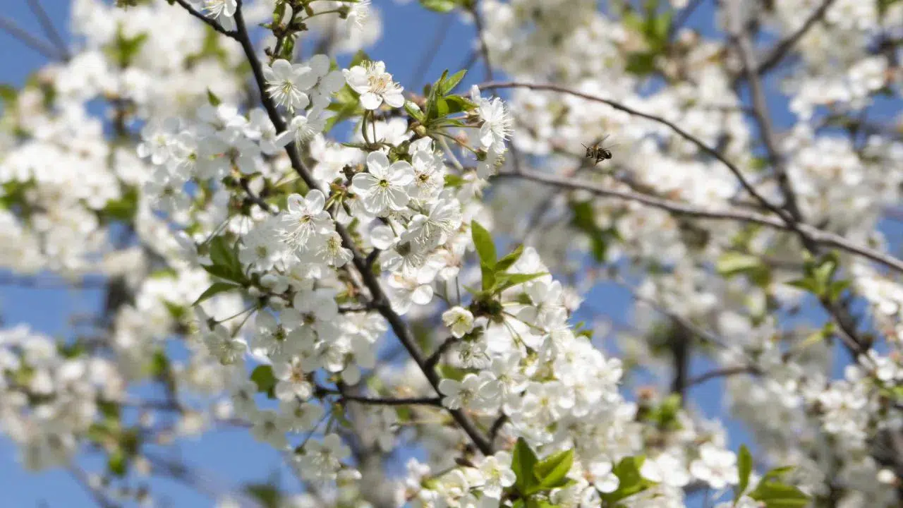 Eskişehir Hava Durumu: Eskişehir'e Bahar Ne Zaman Gelecek?