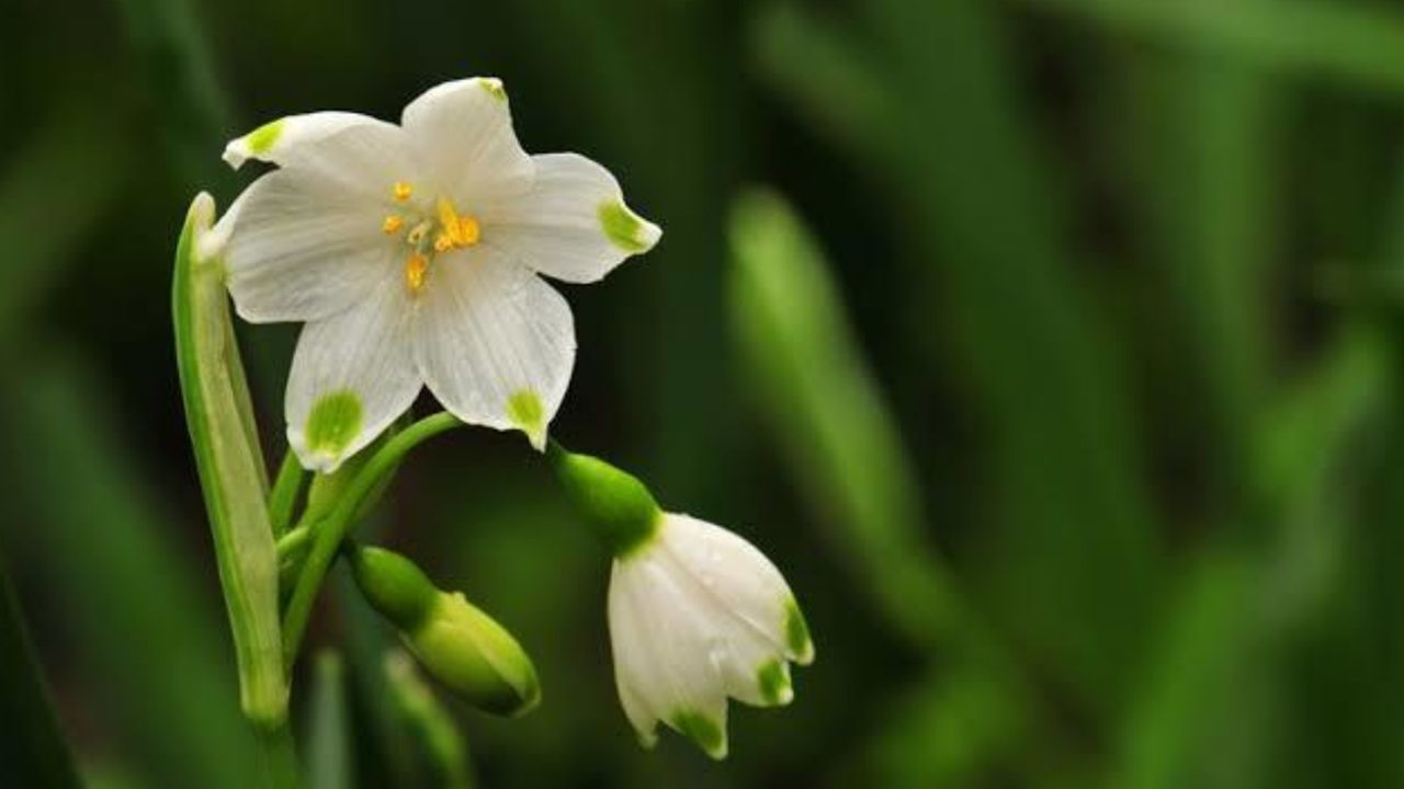Tam 15 kilo ele geçirildi! Nesli tükenen bitkinin yumrularını söken kişiye 700 bin lira ceza