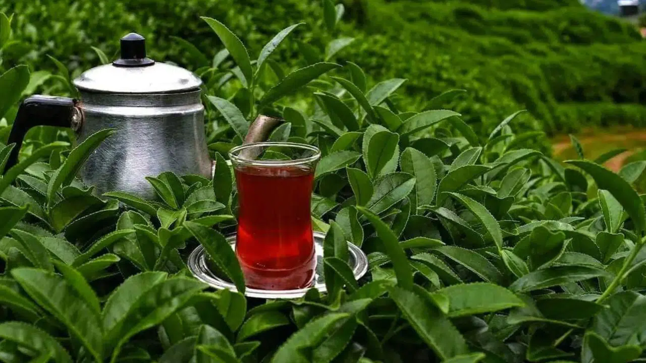 Paket çay fiyatlarında büyük artışlar yaşanıyor: Tüketici ne yapmalı?