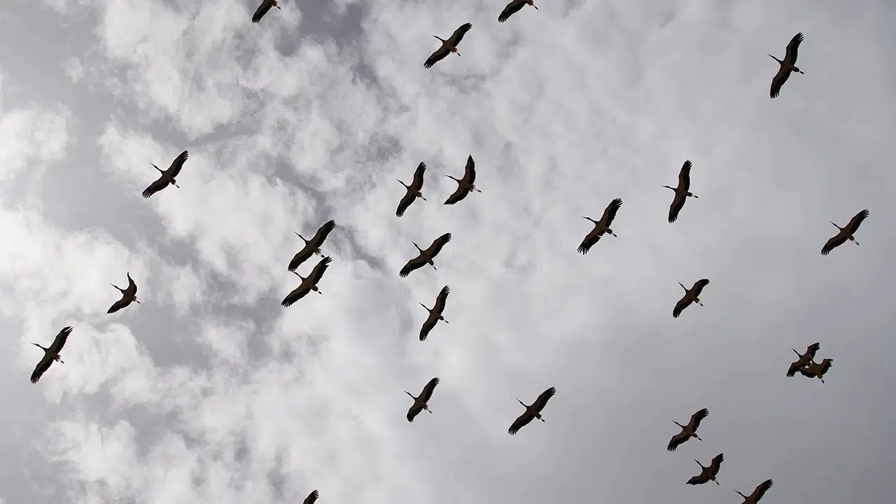 Kırıkkale'de leyleklerin gökyüzünde oluşturduğu muhteşem görüntüler dikkat çekiyor