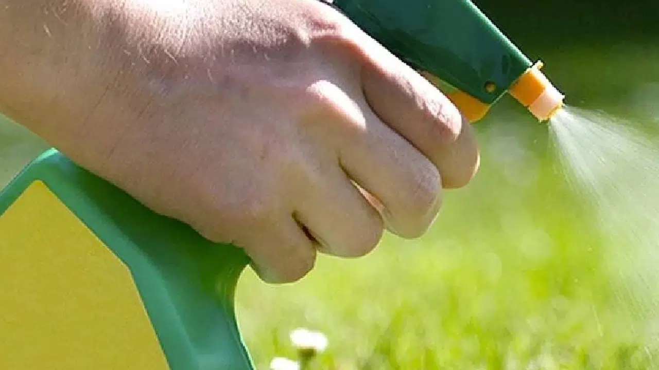 Bahçelerde yabani otları kimyasal kullanım olmadan yok etmenin yolları neler?