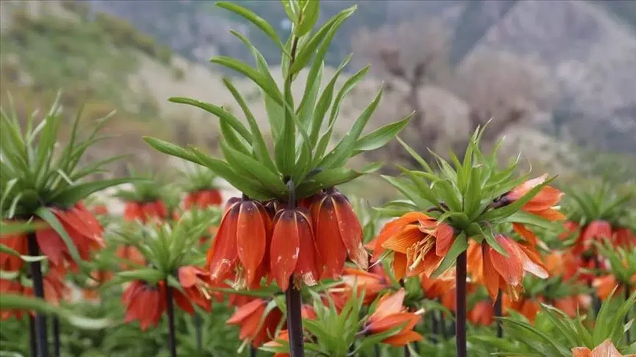 Ters lale nerede yetişir ve koparmanın cezası ne kadar?