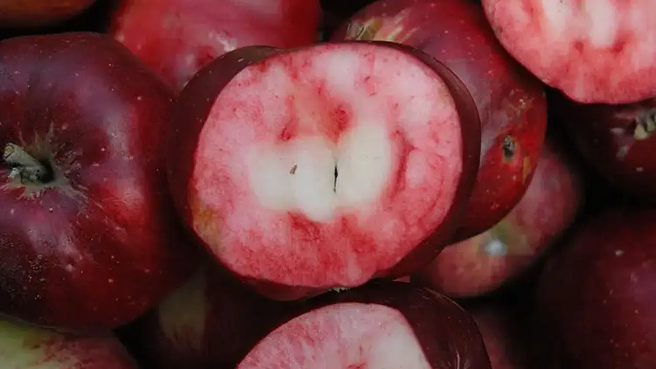 Dünya'da Sadece Türkiye'de Yetişiyor : Ülkemize Tescilli Bu Elmanın Eşi Benzeri Yok